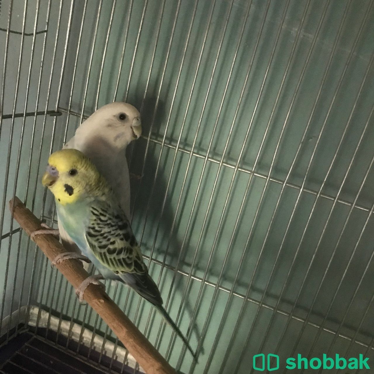 زوج طيور الحب البادجي المنتجة  Shobbak Saudi Arabia