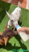 زوج ماعز قزم للبيع Baby Goat شباك السعودية