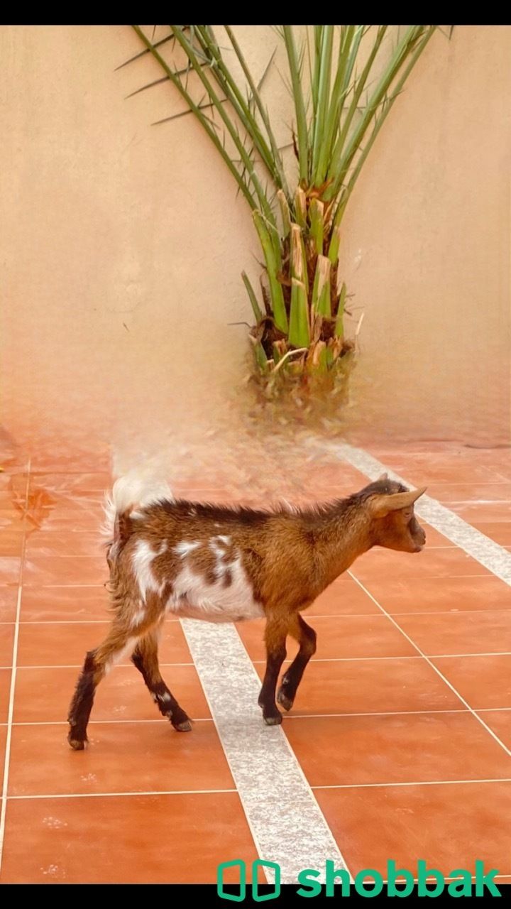 زوج ماعز قزم للبيع Baby Goat Shobbak Saudi Arabia