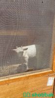 زوج ماعز قزم للبيع Baby Goat Shobbak Saudi Arabia