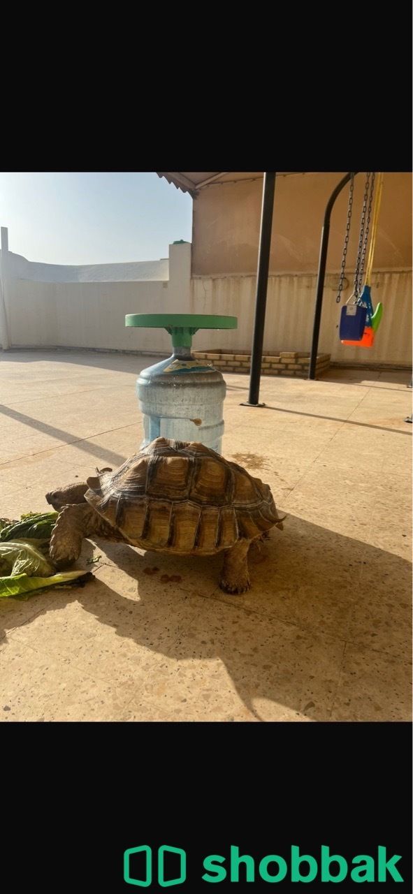 سلحفات Shobbak Saudi Arabia