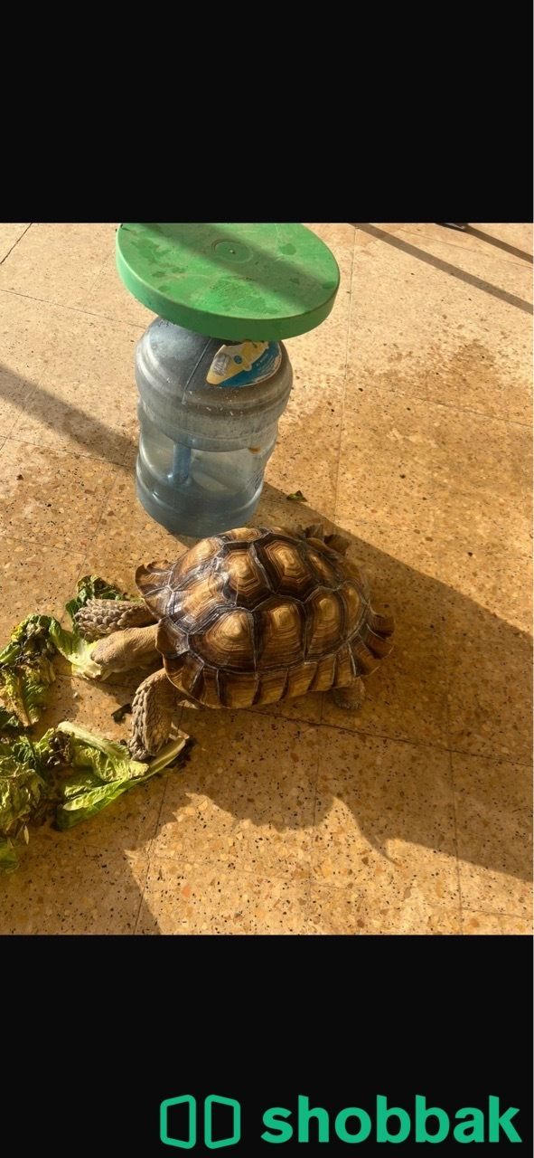 سلحفات Shobbak Saudi Arabia