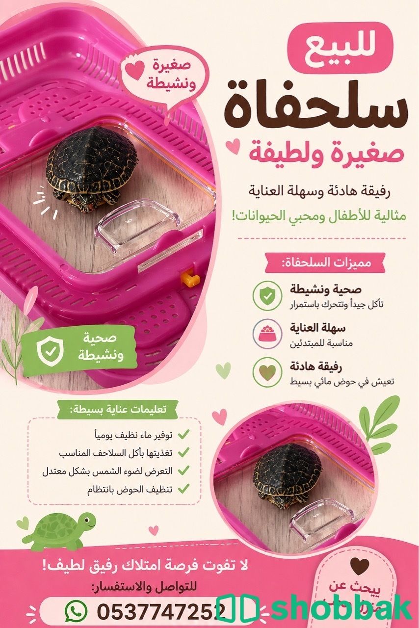 سلحفاه وسط الحجم Shobbak Saudi Arabia