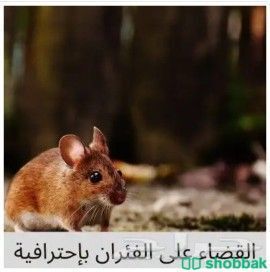 شركة مكافحة الحشرات بالدمام والخبر والظهران والقطيف وسيهات والجبيل  شباك السعودية