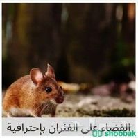 شركة مكافحة الحشرات بالدمام والخبر والظهران والقطيف وسيهات والجبيل  Shobbak Saudi Arabia