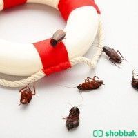 شركة مكافحة الحشرات بالدمام والخبر والظهران والقطيف وسيهات والجبيل  Shobbak Saudi Arabia