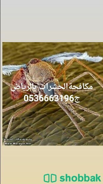 شركة مكافحة الحشرات بالرياض  Shobbak Saudi Arabia