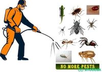 شركة مكافحة الحشرات بالرياض  Shobbak Saudi Arabia