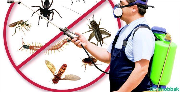 شركة مكافحة الحشرات ورش المبيدات بجدة Shobbak Saudi Arabia