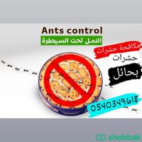 شركة مكافحة الصراصير بحائل 0540349618 رش مبيدات صراصير Shobbak Saudi Arabia