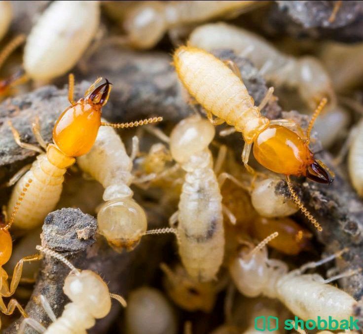 شركة مكافحة النمل الابيض بالمدينة المنورة -0544142976 Shobbak Saudi Arabia