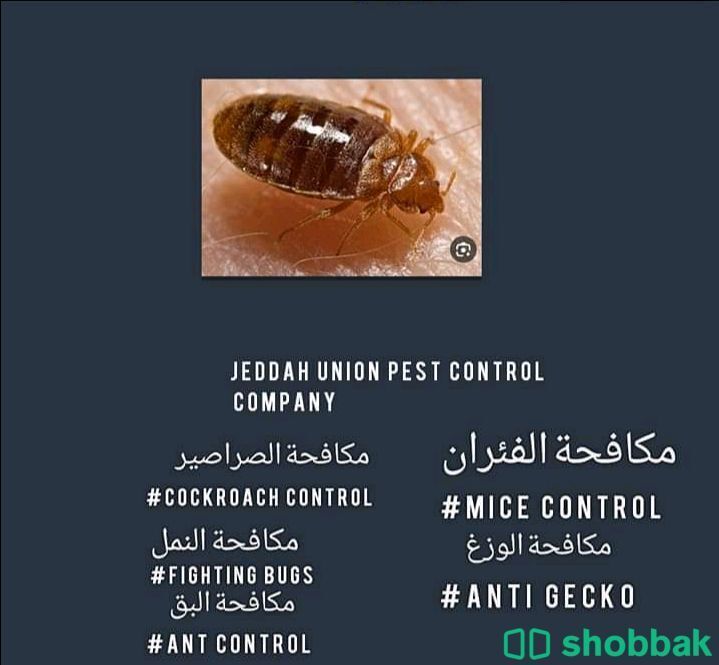شركة مكافحة حشرات بجدة  Shobbak Saudi Arabia