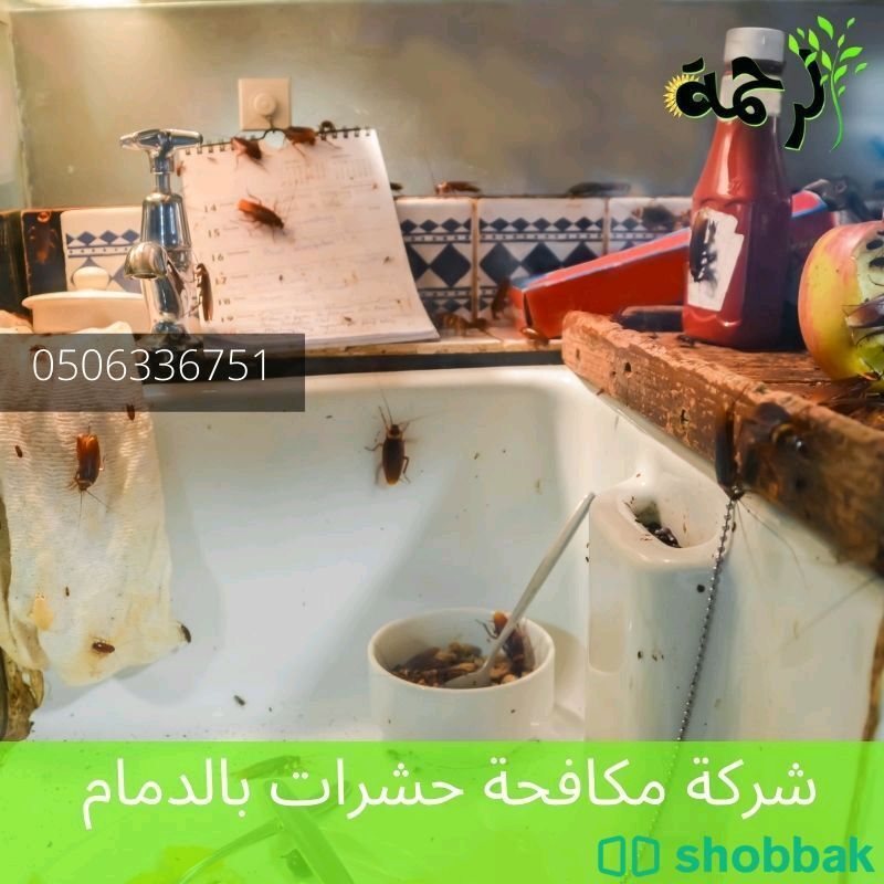 شركة مكافحة حشرات بالدمام رش مبيدات بالشرقية Shobbak Saudi Arabia