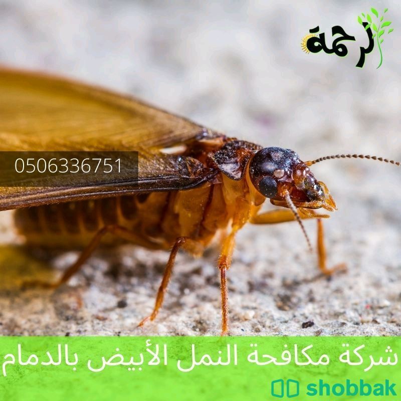شركة مكافحة حشرات بالدمام رش مبيدات بالشرقية شباك السعودية