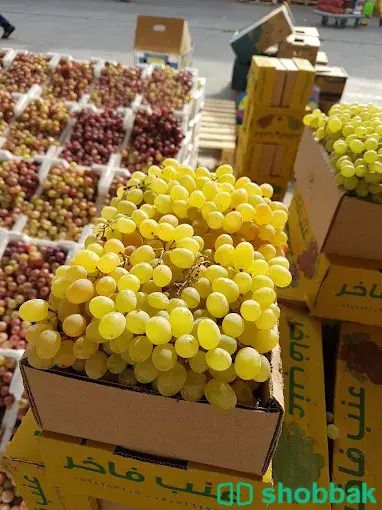 شركة نهر الامداد لتوريد الفواكة والخضروات الطازجة الجملة بجدة شباك السعودية