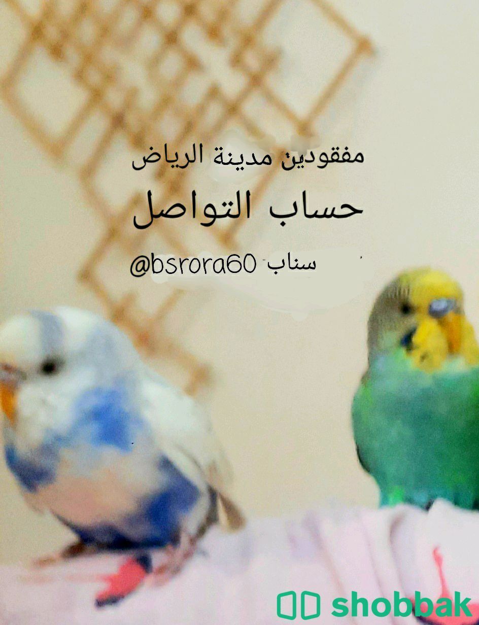 طائر البادجي الحب اثنان Shobbak Saudi Arabia