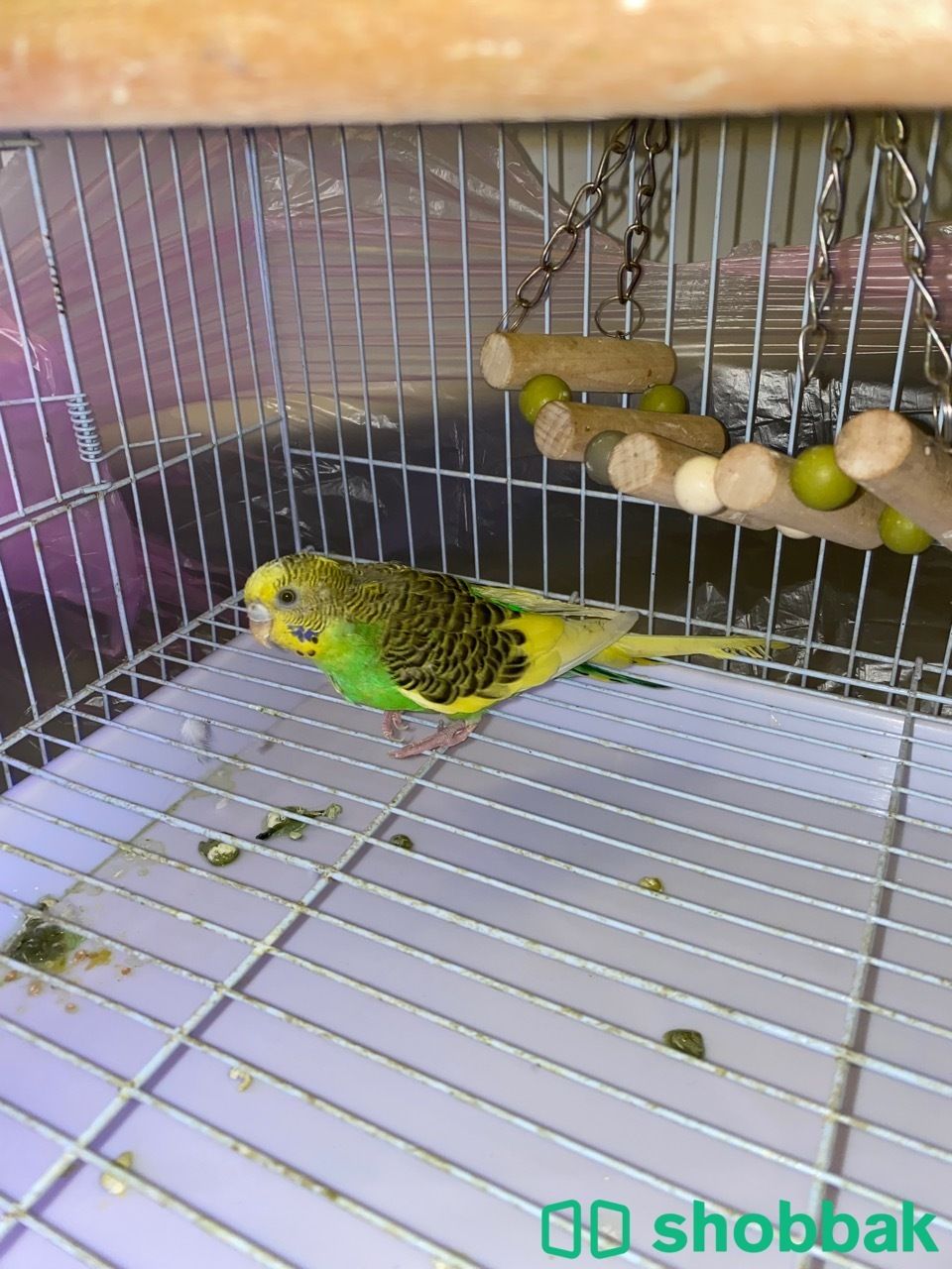 طائر البادجي (طائر الحب) للبيع Shobbak Saudi Arabia
