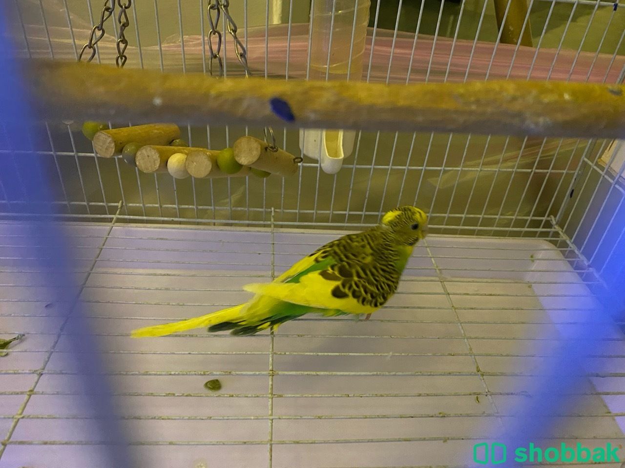 طائر البادجي (طائر الحب) للبيع شباك السعودية