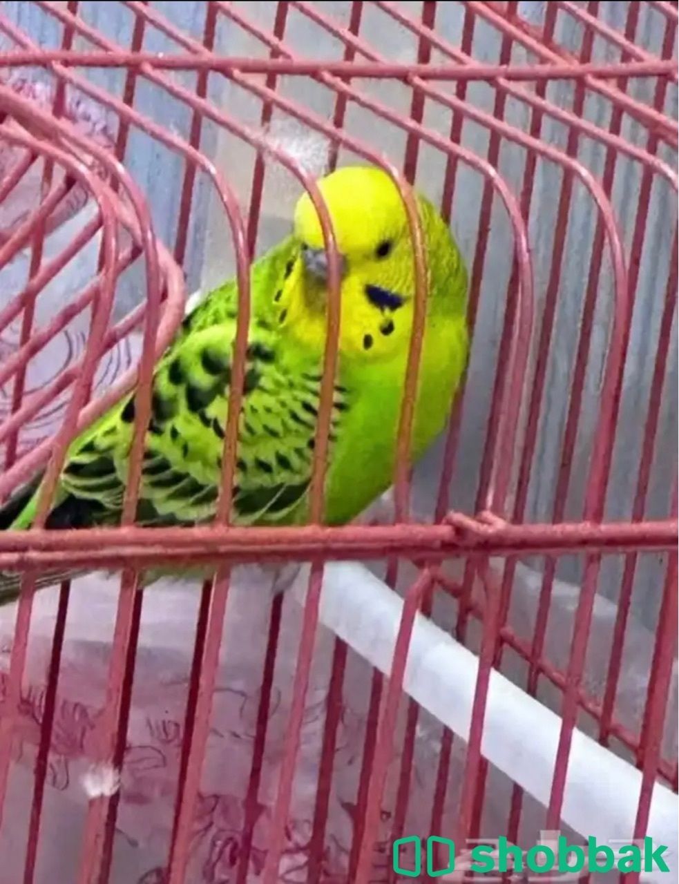 طيور الحب  Shobbak Saudi Arabia