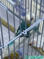 طيور الحب  Shobbak Saudi Arabia