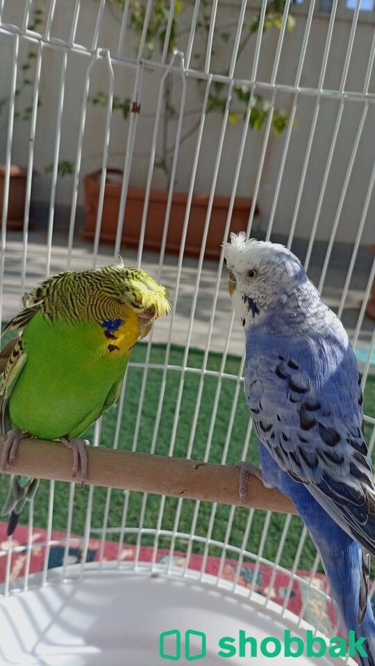 طيور الحب بادجي  Shobbak Saudi Arabia