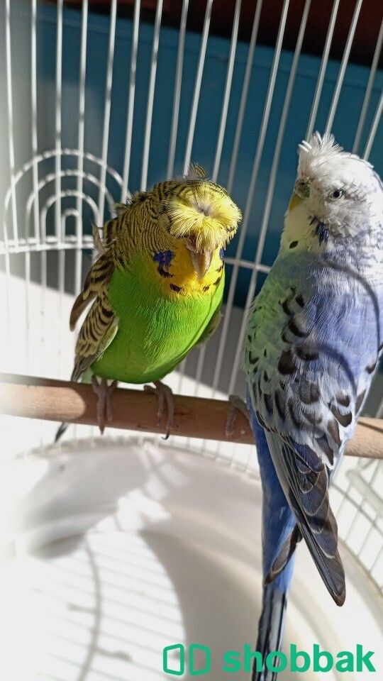 طيور الحب بادجي  Shobbak Saudi Arabia