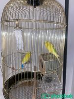طيور الحب زوجين  Shobbak Saudi Arabia