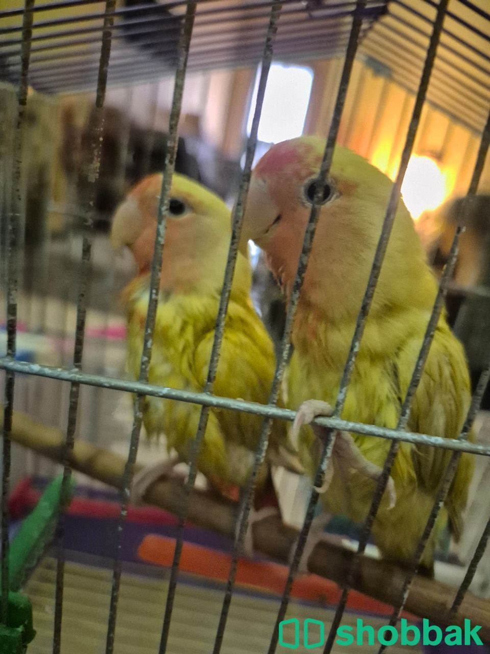 طيور الروز  شباك السعودية