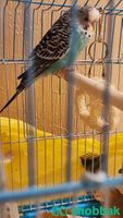طيور بادجي هوجو اعمار مختلفه Shobbak Saudi Arabia