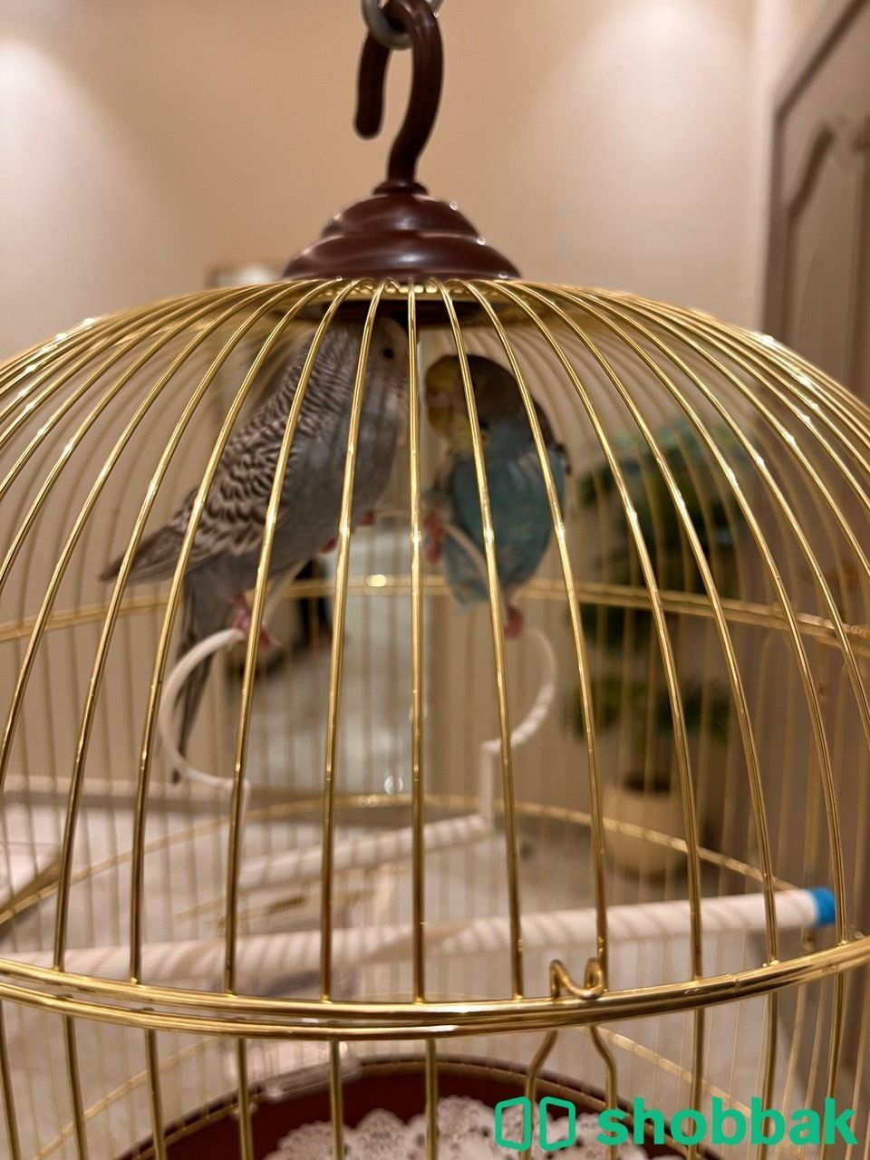 طيور  بادجي Shobbak Saudi Arabia