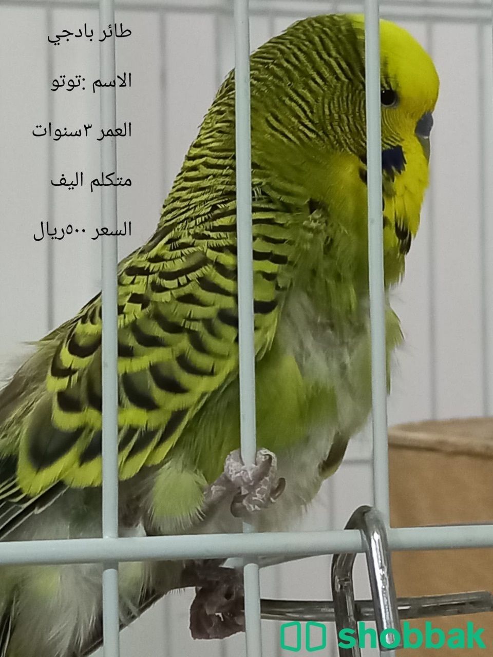 طيور بادجي شباك السعودية