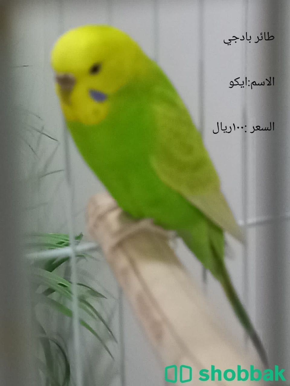 طيور بادجي Shobbak Saudi Arabia