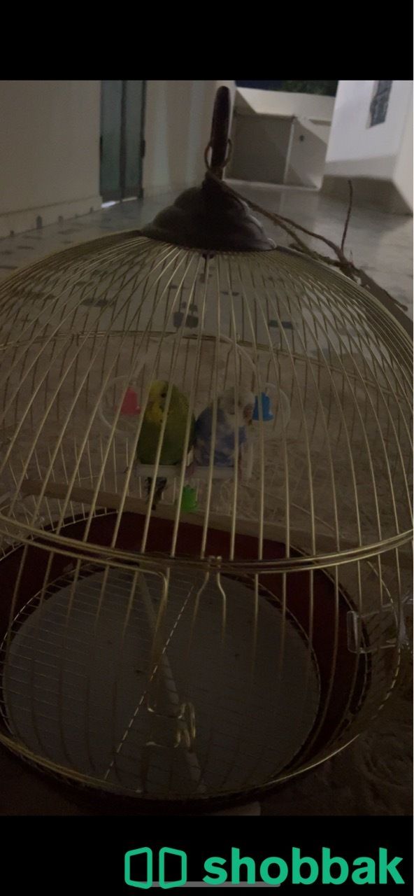 طيور بادجي ( طيور الحب ) Shobbak Saudi Arabia