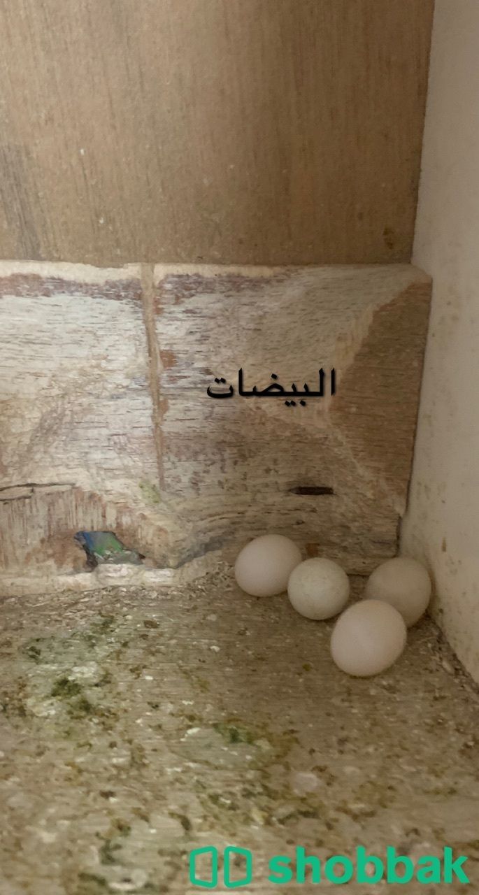 طيور باذنجي  Shobbak Saudi Arabia