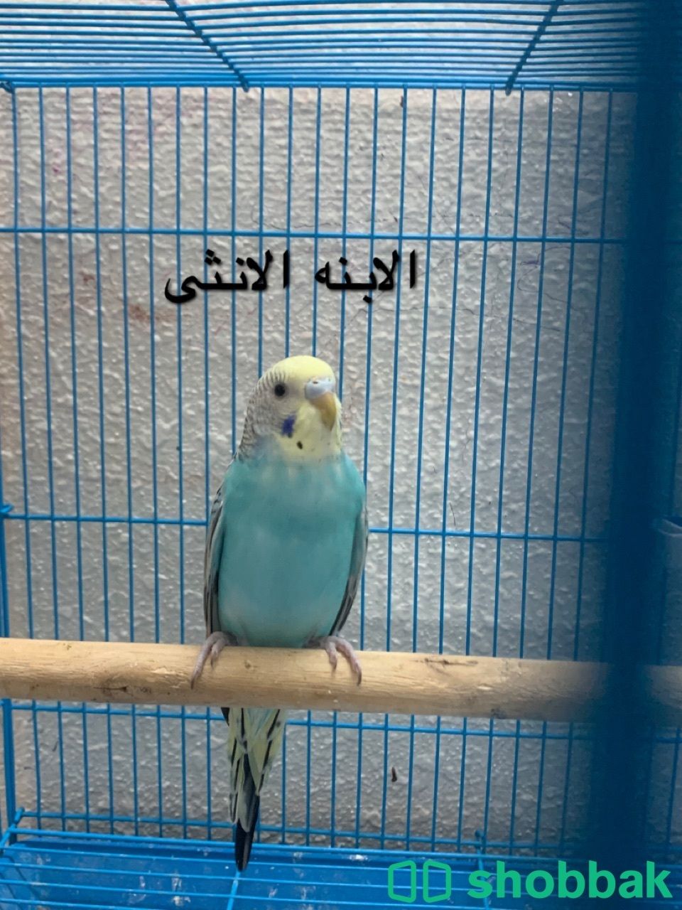 طيور باذنجي  Shobbak Saudi Arabia