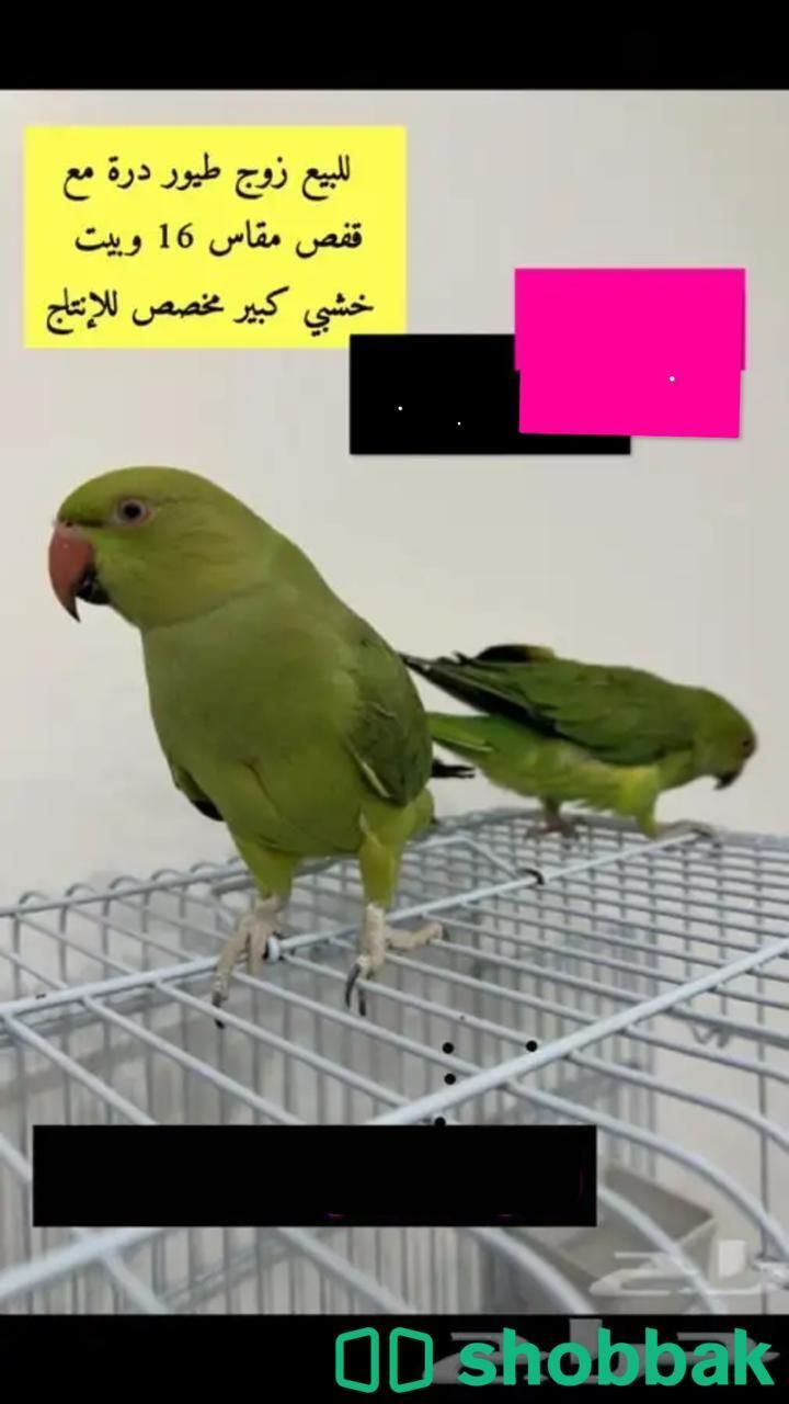 طيور دره للبيع  Shobbak Saudi Arabia
