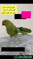 طيور دره للبيع  Shobbak Saudi Arabia