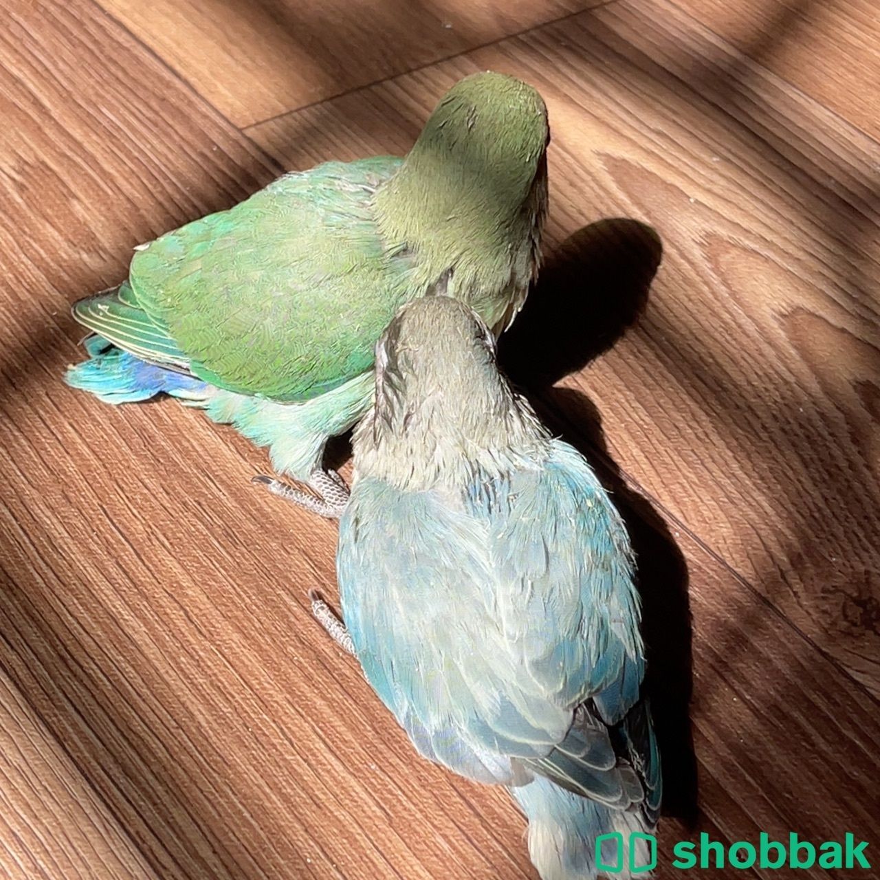 طيور روز Shobbak Saudi Arabia