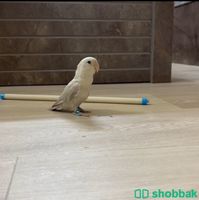 طيور روز بلد Shobbak Saudi Arabia