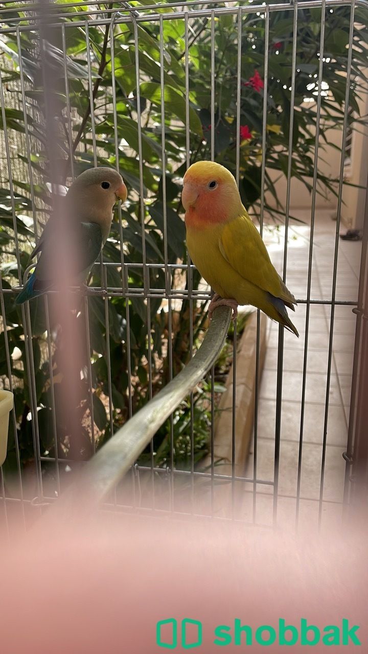 طيور روز للبيع Shobbak Saudi Arabia