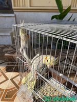 طيور كروان شباك السعودية