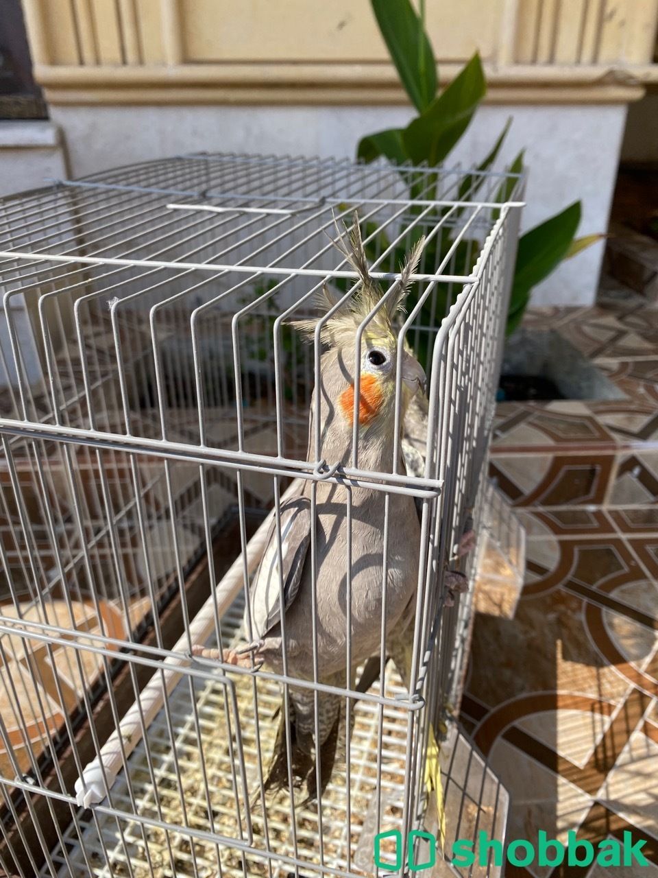 طيور كروان شباك السعودية