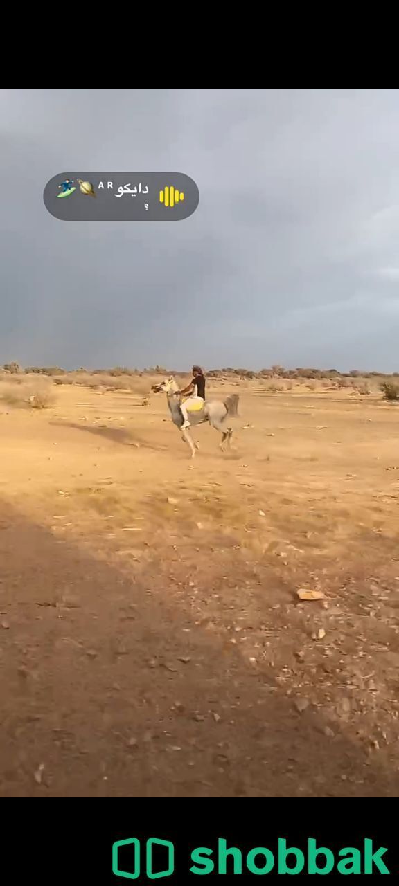 عرض حصان مميز وقوي ورخيص Shobbak Saudi Arabia