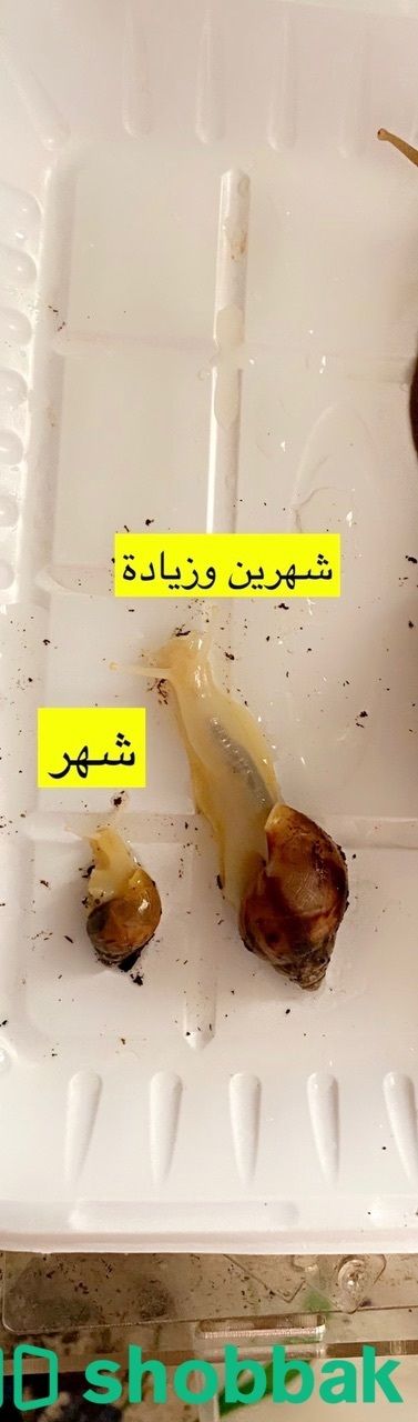 عروض حلزون افريقي Shobbak Saudi Arabia