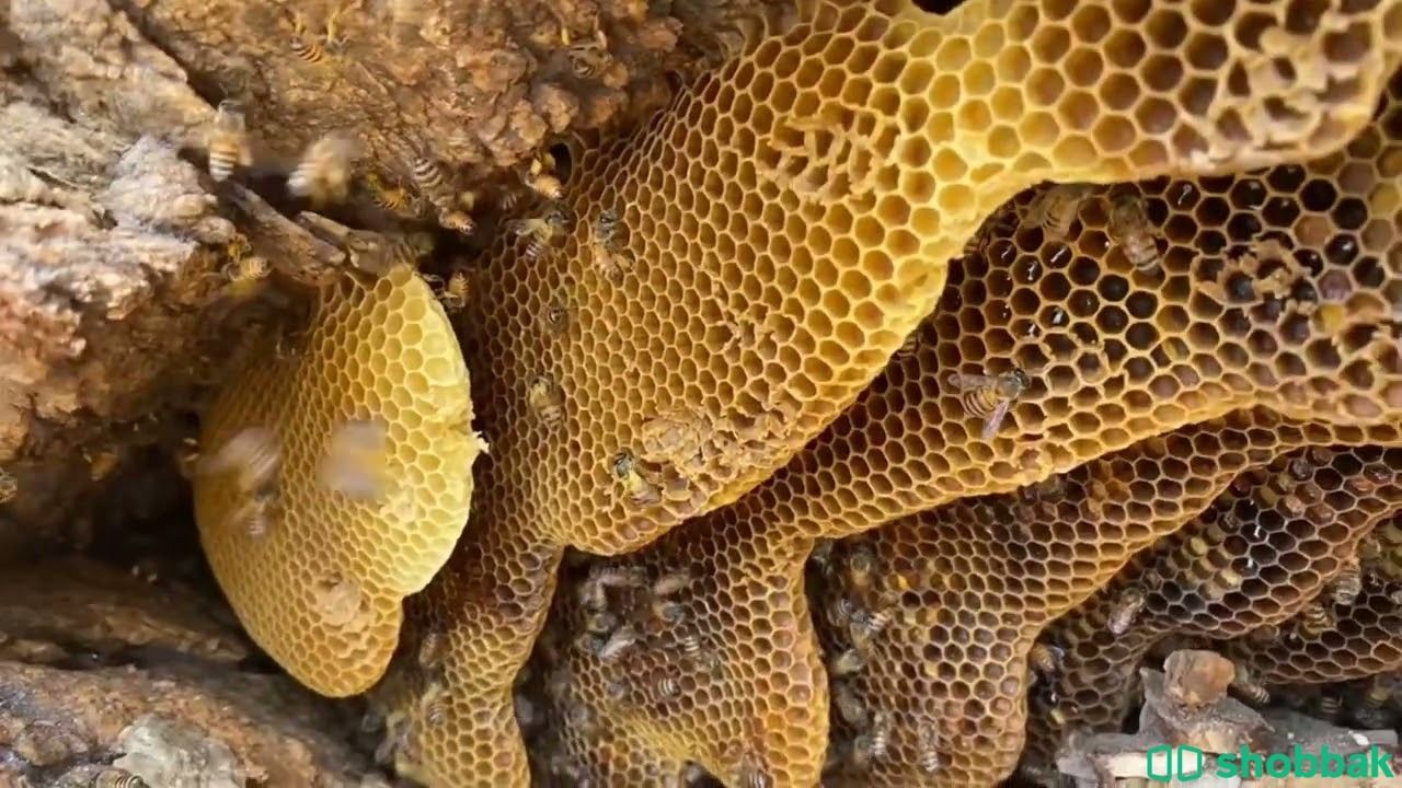 عسل سدر  شباك السعودية