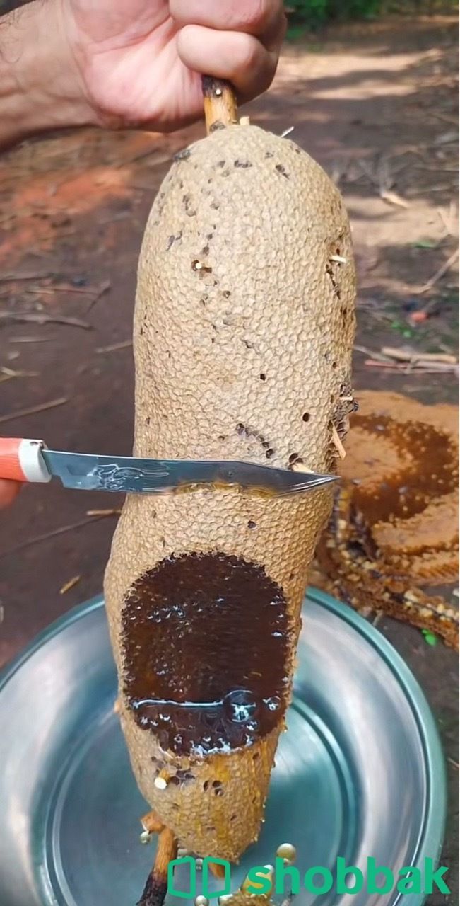 عسل سدر  شباك السعودية