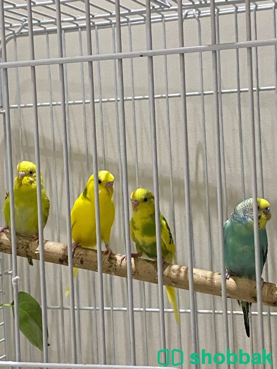 عصافير بادجي للبيع Shobbak Saudi Arabia