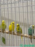 عصافير بادجي للبيع Shobbak Saudi Arabia