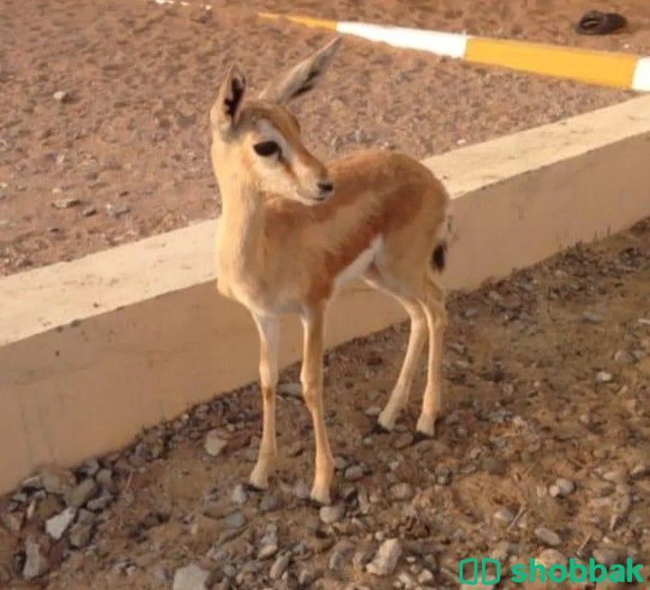 غزال الريم العربي  Shobbak Saudi Arabia