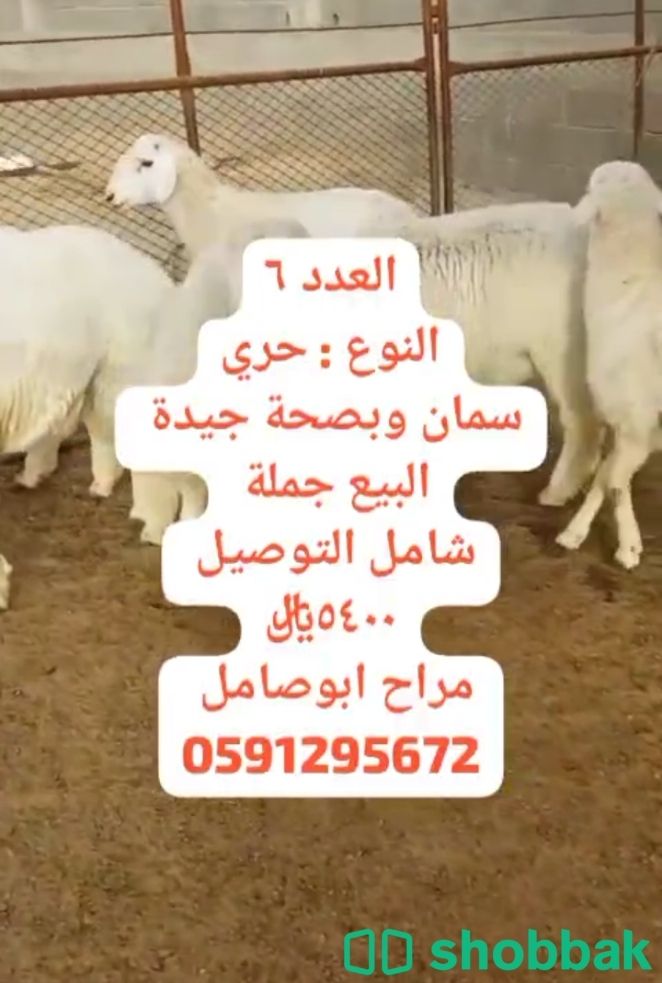 غنم حري لحم طيب البيع جملة Shobbak Saudi Arabia